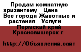 Продам комнатную хризантему › Цена ­ 250 - Все города Животные и растения » Услуги   . Пермский край,Красновишерск г.